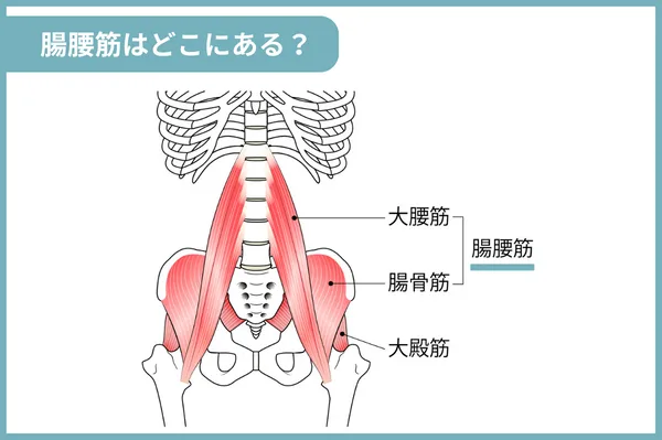 腸腰筋はどこにある？大腰筋と小腰筋、腸骨筋のことを腸腰筋と言います。